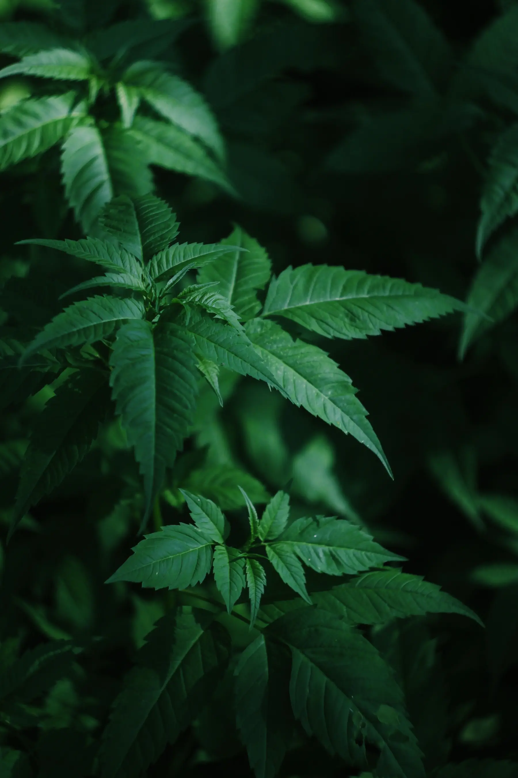 Feuilles de chanvre éclairées dans une végétation dense.
